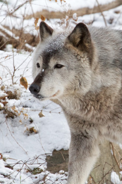 wild-diary:  Wolf in Snow | Brian Gratwicke