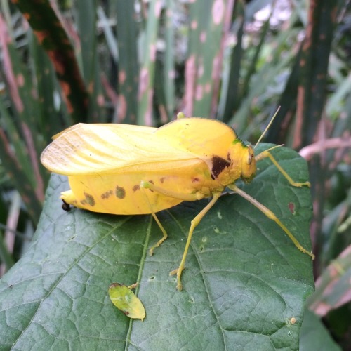 onenicebugperday: African bladderhopper, Bullacris membracioides, Pneumoridae, AcridideaFound in so