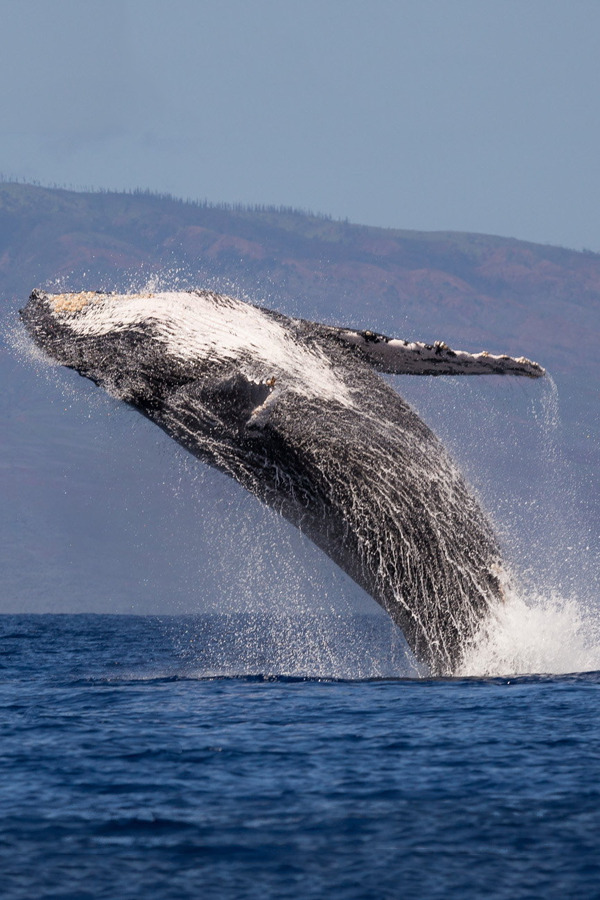 brazenbvll:  Formidable Confidence → (©)  