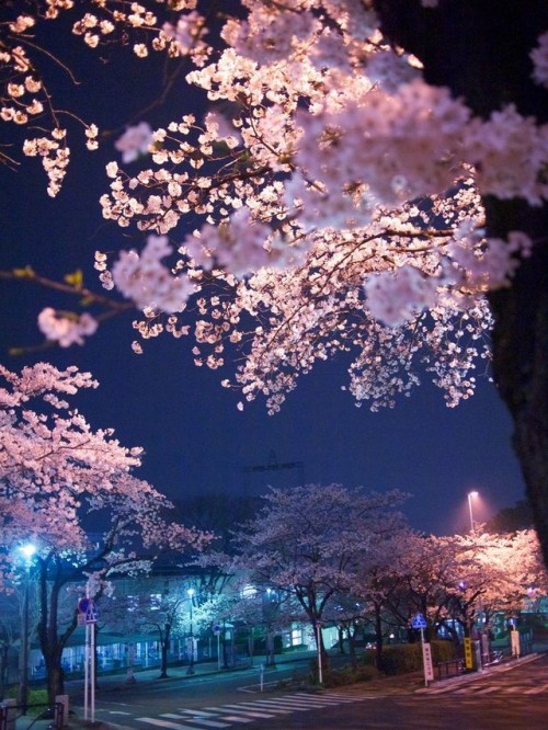 pastelog: A Japanese cherry blossom tree aesthetic -paint