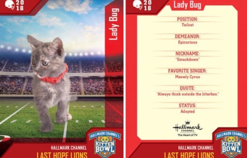 analgesicsleep: Hallmark Channel presents: KITTEN BOWL V, FEBRUARY 4, 2018 Team: Last Hope Lions Mem