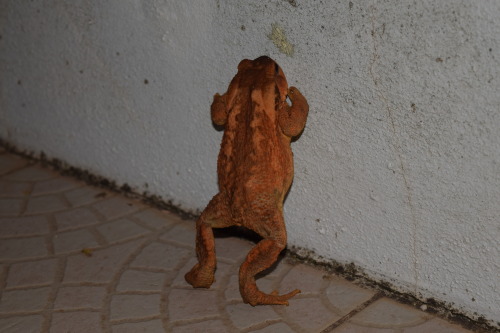 toadschooled:This beautiful orange specimen is a European common toad [Bufo bufo], a species with a 