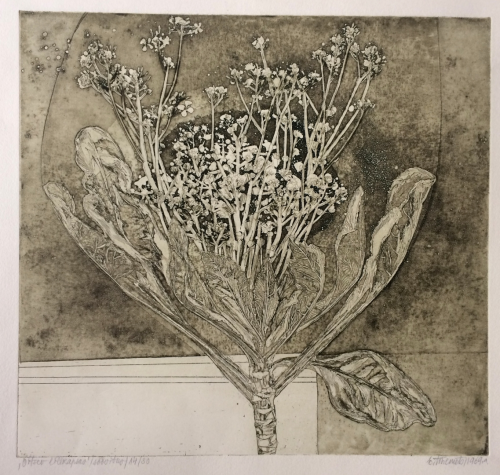 ortut:Evi Tihemets - Blooming cauliflower, 1969(Printmaking)