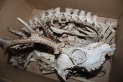 graveyarddirt:  thegreenwolf:  fuckyeahthembones:  Roe Deer Skeleton, complete aside from one leg. I do plan on getting a leg for it though and eventually articulating it. It has all the ribs and has still to be cleaned properly.  You have all my envies.