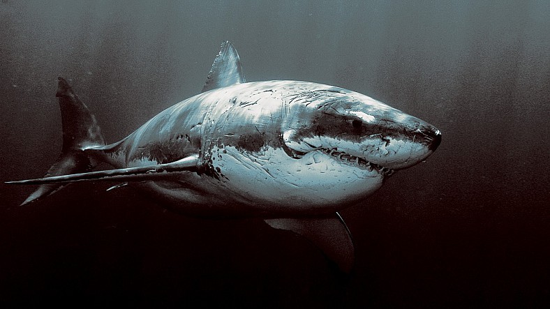 Shark Memes/Pics Dump