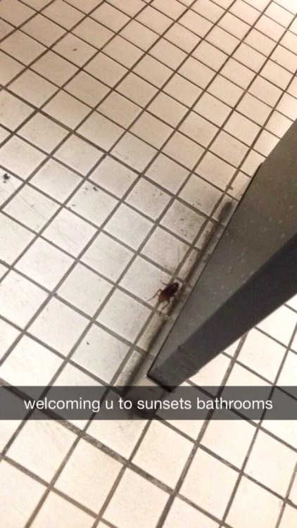 padaleckidalek-fallen-angel:I had mentioned before how my school is just plain disgusting and here