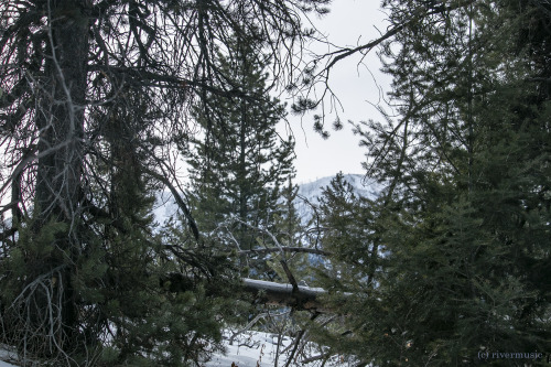 Among the Spruce and the Fir: © riverwindphotography, January, 2020