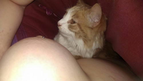 our-porn-blog: My kitty the other morning! He seems to love my boobs :) Now why would that be? :-)