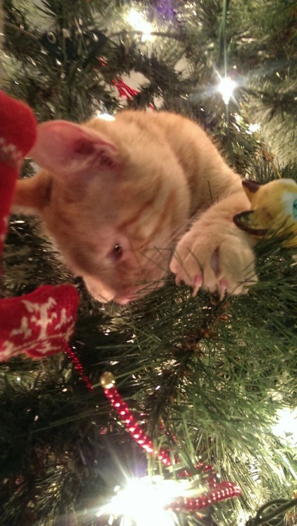 paparazzipizza:paparazzipizza:Waits until after Christmas to climb on the tree ¯\_(ツ)_/¯@mostlycatsm