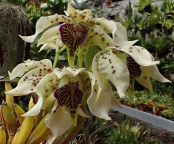 orchid-a-day:  Dendrobium normanbyenseJune 4, 2018 