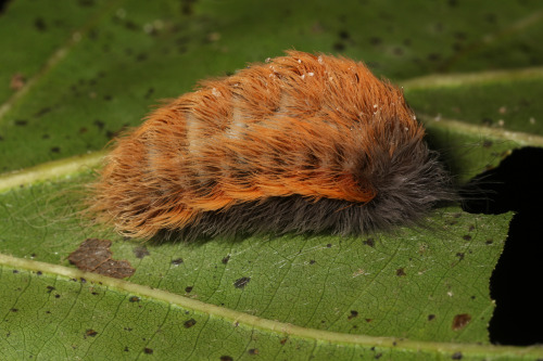 onenicebugperday: Black-waved flannel moth, Megalopyge crispata, Megalopygidae Found along the east 