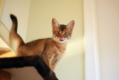 kiwiaussie:I have a new kitten! Her name is Maomi and she is a 12 weeks old Somali cat. I hope you w