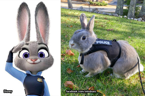yasminoliveira534 - dailydot - This adorable police bunny is...