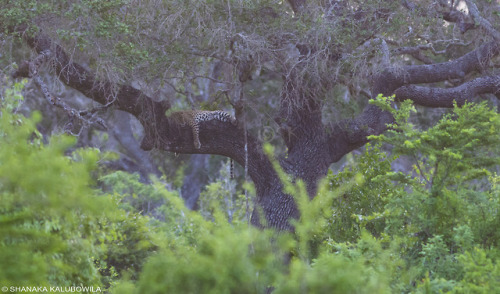 Photo by Shanaka AravindaCan you spot the leopard? A Sri Lankan leopard lounging on a tree in the Ya