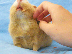 glitterpiggies:  Molly enjoying a chin rub.