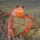 sillypelagicredcrab - red crab