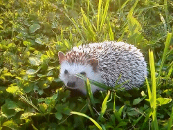 serendipitously-steampowered:MEANWHILE, AT THE LEGION OF HEDGEHOG.