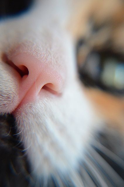 Sex kittehkats:  Terrific Sniffers kitty noses pictures