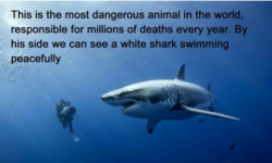 three-thor-five:  leandralocke:  sorion:  impl0de:  peace-be-dreams:  runnervegan:  omg I love this  4 kills per year by sharks, 40 million sharks killed by humans. js.  omg I love this      