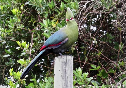 The Knysna Turaco, Also Known As The Knysna Loerie, Is A Large Turaco Species Primarily Found In Southern