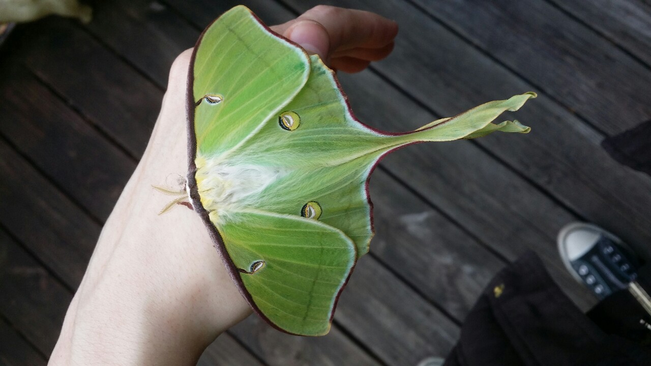 thalnos:  Found a Luna moth that seems to have just recently emerged from its cocoon.