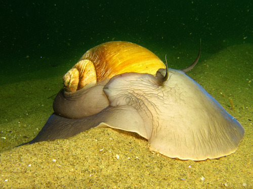 realmonstrosities: invertebrates: trynottodrown: Moon Snail (x) HOLY moly how is this real This is f