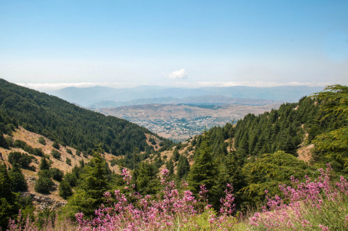 baeerut:Lebanese Cedars of God.Barouk, Lebanon