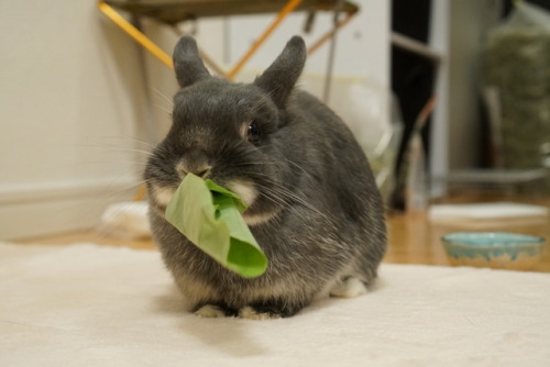 Eat big leaves than ellio’s body!