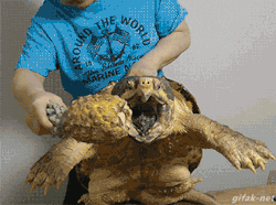 shitshilarious:  gifak-net:  video: Alligator snapping turtle snaps a Pineapple off  This is the shit Mario tried to protect us from 