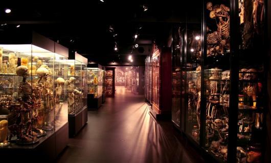 cartilage-and-fluid:  pythox:  Vrolik Museum, Amsterdam  I kind of want to live there