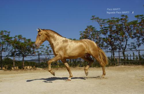 all-the-horses: Sol PM IIAndalusian, Stallion17hh