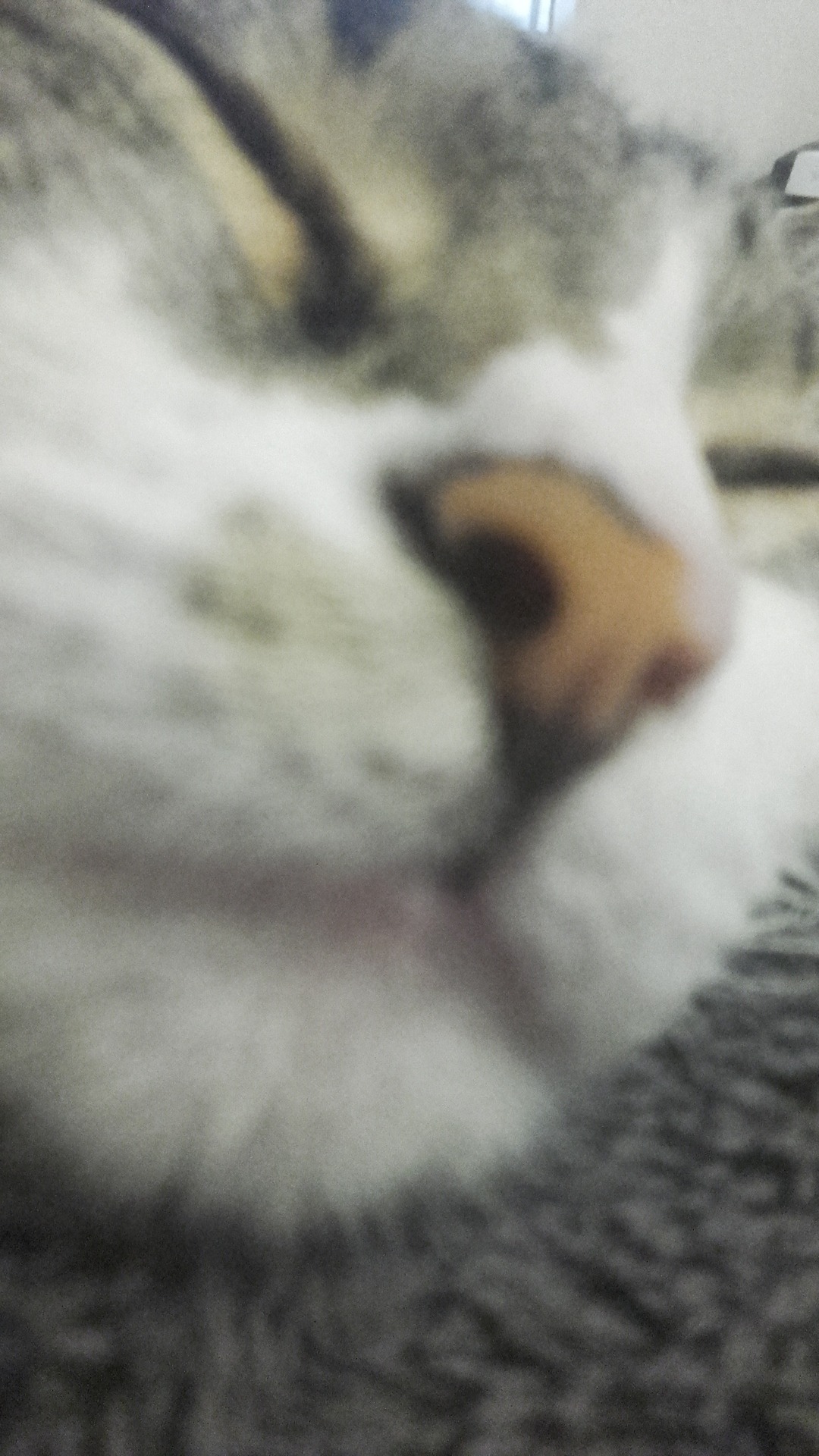 Unflattering Cat Selfies