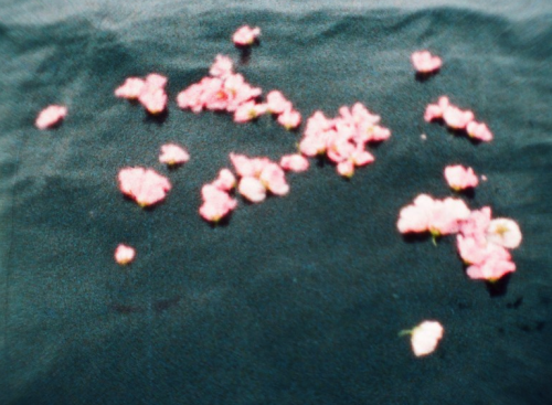 islayme: Shimabuku, Sea and Flowers, 2013  super 8 transferred to digital file, color, no 