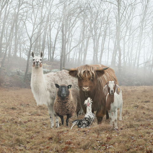 mercedesbenzodiazepine:The gangs all here