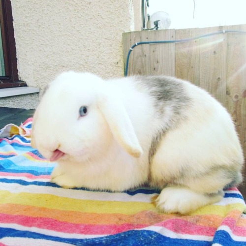 Cosmic wasn’t up for being a serious poser during his photoshoot today#love #bunnies #bunny 