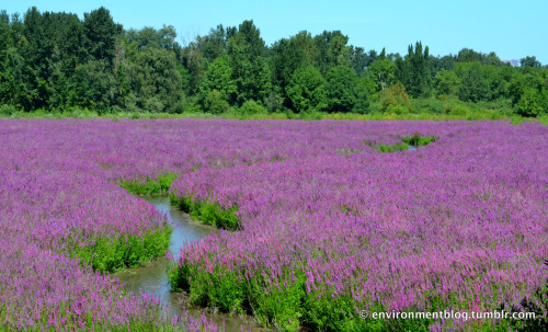 I captured this moment along the Springwater Trail in Portland, Oregon. Specifically, this scene is 