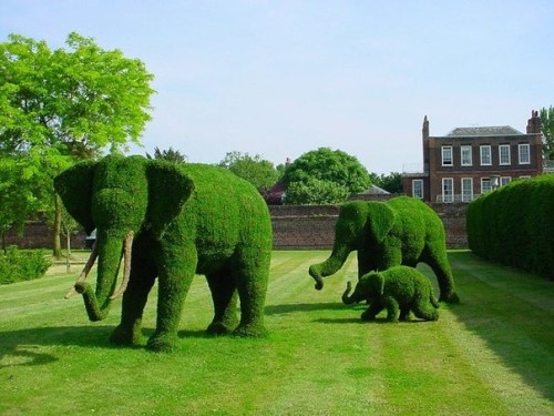  These are elephants. 