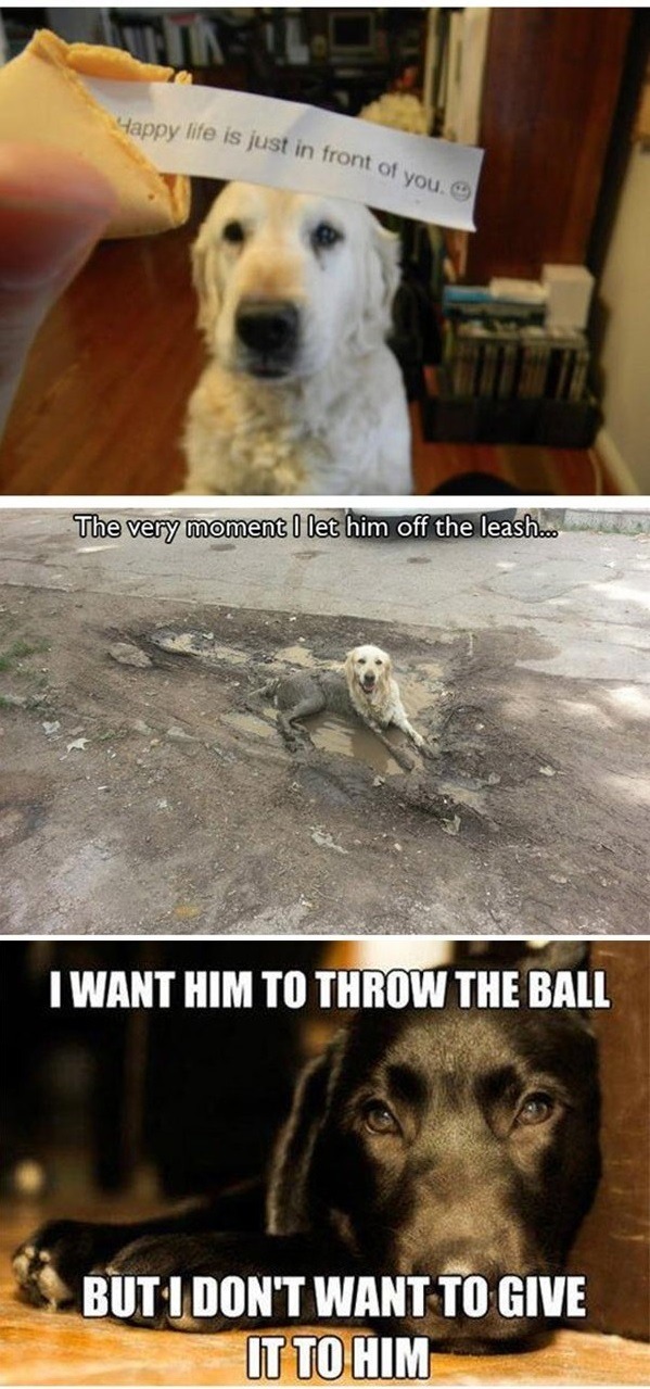 lol-caster:    Dog Owners Will Understand   