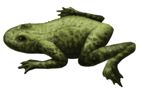 Callobatrachus, a prehistoric frog from the early Cretaceous.  Apparently good frog specim