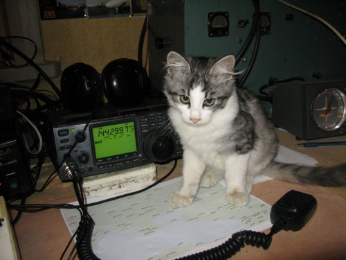 totheark: ham radio cats