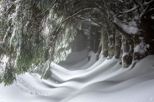 silvaris:  Narnia by Fearghal Breathnach