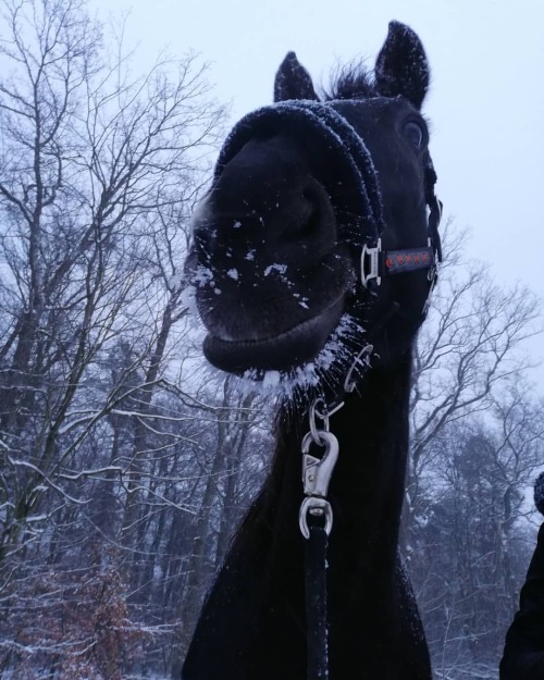 Who has the cutest little snow snout? ️❤️#horse #horsesofinstagram #westfalenpferde #westfalianhorse