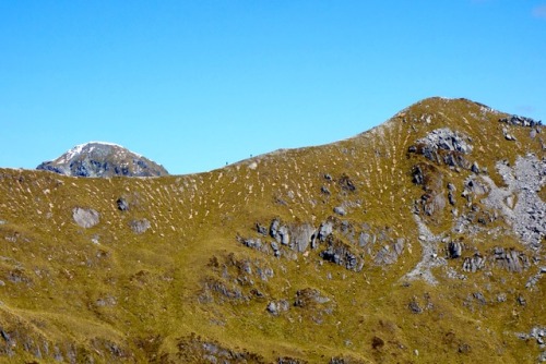 Hikers make their way along an alpine ridge around the midpoint of the Kepler Track on a cloudless, 