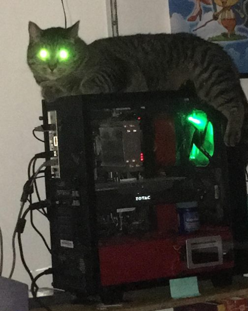 ressicle: My brothers cat getting infinite power source from his computer