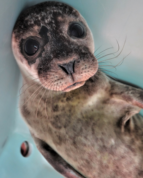 Common Seal season is almost upon us!!That means….time for a NEW naming theme!What would you 