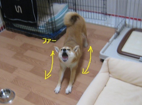 SHEEBS