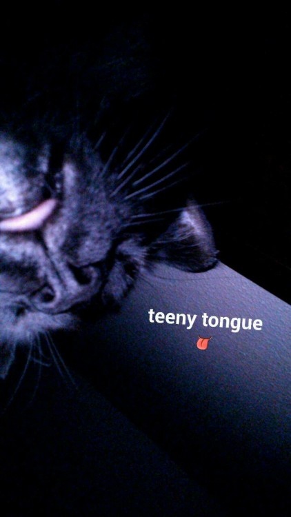 slothyanus:Black cat appreciation ft. Luna and her teeny tongue