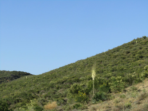 Blooming Yuccas Along I-5May 4, 2022It wasn’t easy to capture from a fast moving car, but the hillsi