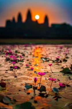 sugarissweetlove:  best-things:  Angkor Wat, Siem Reap, Cambodia   waterlillies