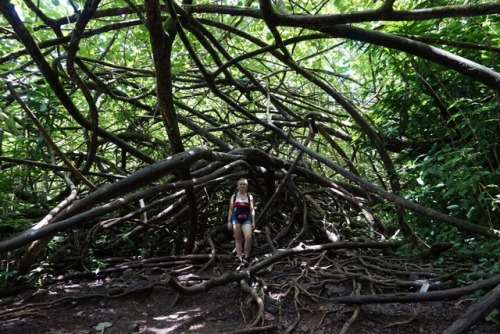 northern-nomad: Taken on the short 1.6 mile trail up to Manoa Falls. This waterfall is 150 feet tall